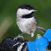 Carolina Chickadee